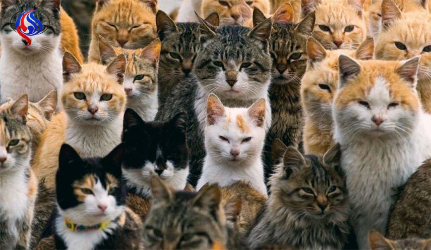 سعودية تعيش مع 300 قطة في منزلها