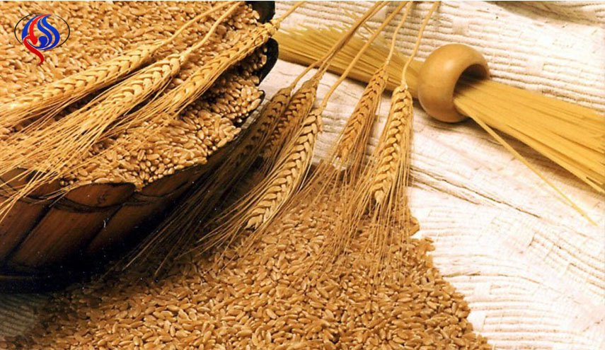 مصر تسعى لشراء كمية غير محددة من القمح