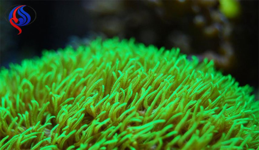 المياه الحامضة تهدد حياة الشعب المرجانية