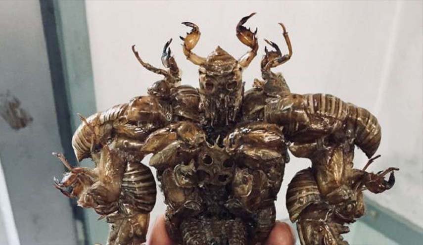 شاهد: تماثيل من الحشرات الحية في اليابان!