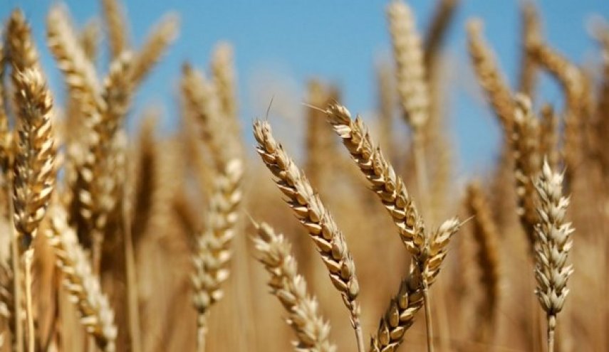 مشتريات ايران من القمح المحلي تبلغ 7.5 مليون طن
