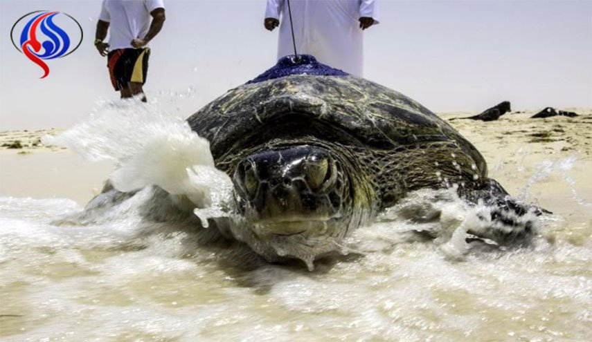 لبنانيون يرشدون العشرات من السلاحف الصغيرة نحو البحر 