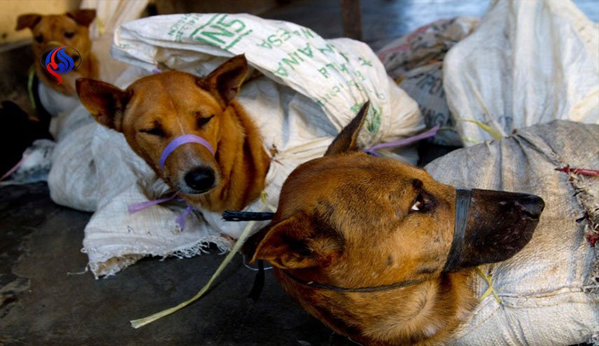 إندونيسيا تعد قانونا لحظر تجارة لحوم الحيوانات!