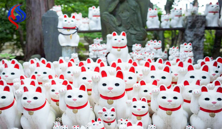 شاهد..مئات القطط تحيط بمعبد في اليابان
