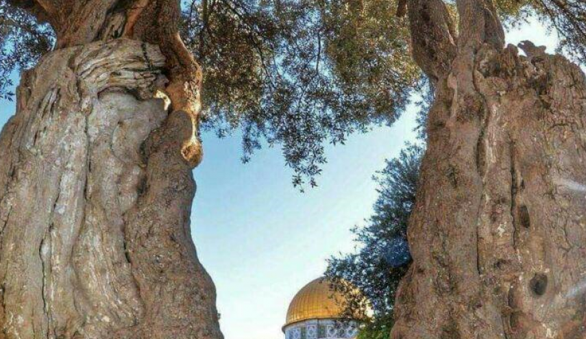 بالصورة.. شجرة في القدس أقدم من تاريخ أمريكا بألف سنة 
