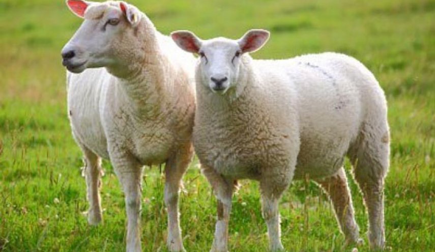 قیمت هرکیلوگرم گوسفند زنده در روز عید قربان