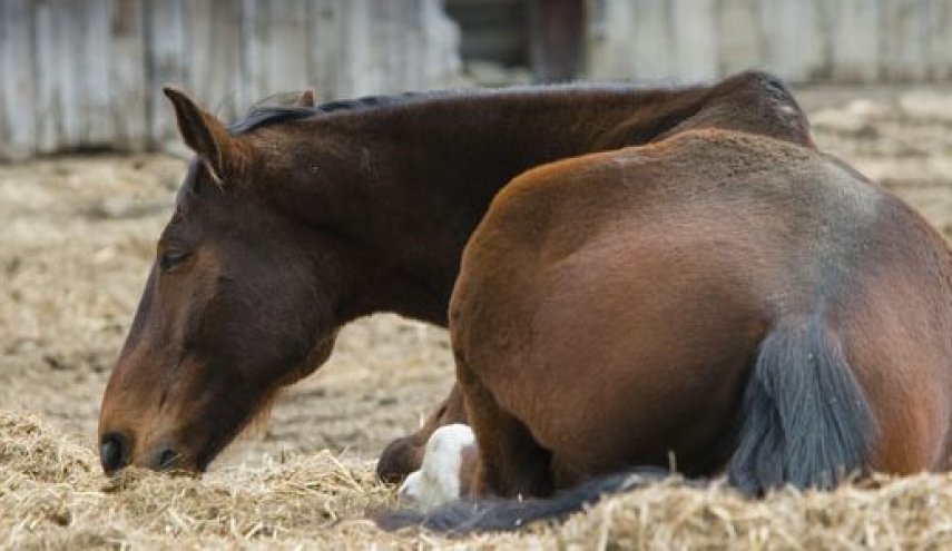 لماذا يقتل الحصان إذا أصيبت ساقه بدلا من معالجته؟