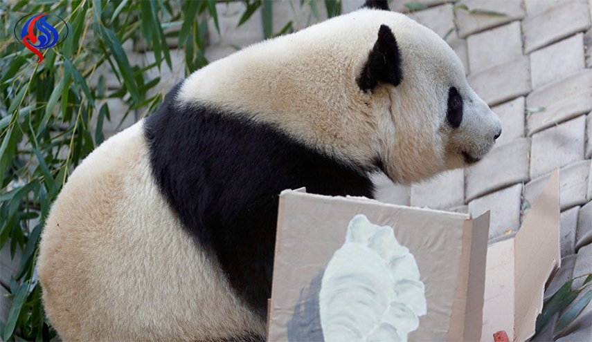 الباندا المبدعة تستقطب الزوار في حديقة الحيوان برسوماتها+ صور