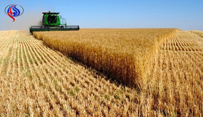 مشتريات ايران من القمح المحلي تلامس 9.5 مليون طن