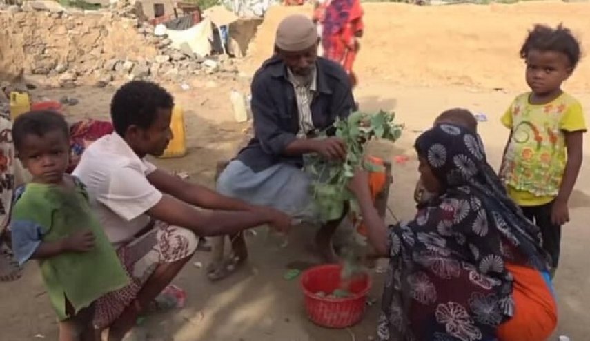  برگ درخت ؛غذای هزاران یمنی  