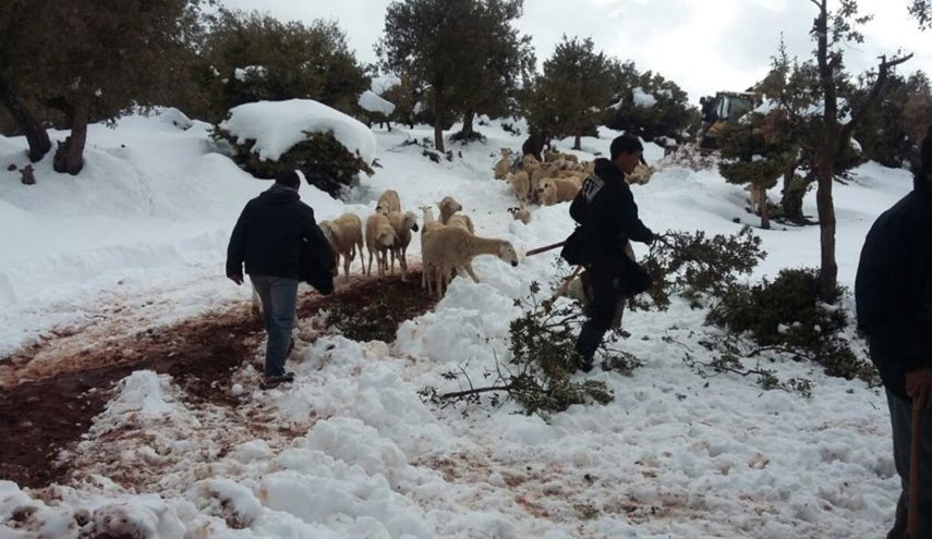 وفاة راعي غنم بين الثلوج في المغرب