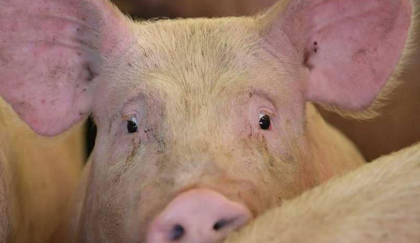 الصين تعلن عن أربع بؤر جديدة لحمى الخنازير الأفريقية
