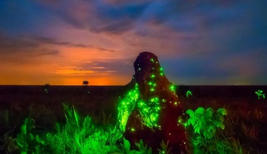 صور جميلة من الحياة البرية