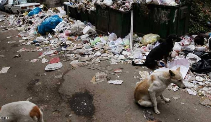 مصر تعلق على جدل تصدير الكلاب والقطط!