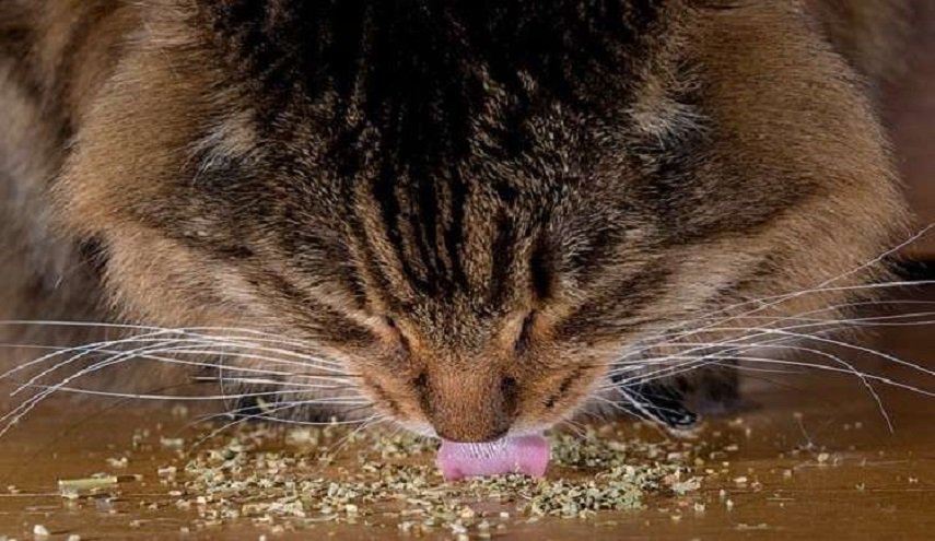 نبات يصيب القطط بالجنون قد يساعد في علاج السرطان!