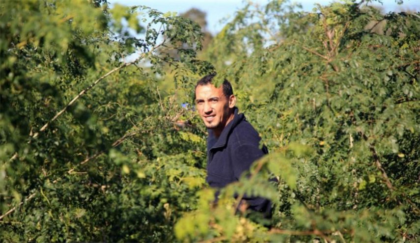 تونسي يكتشف علاجا للسكري والكوليسترول من شجرة الحياة