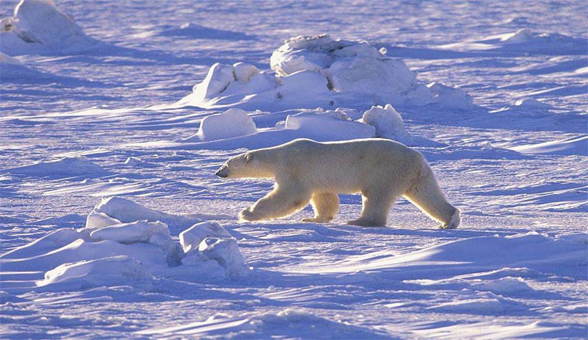 ناسا تكشف خطرا بيئيا في القطب الجنوبي