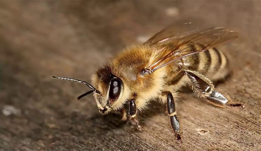 شاهد النحل يتحول الى درون + صورة