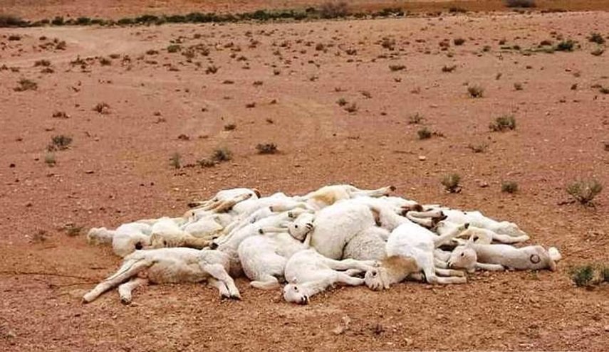 وباء غامض في نفوق ماشية يثير قلقًا بالجزائر