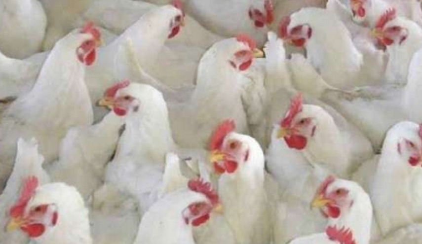 أسعار 'الفروج' تحلق في سوريا والسبب ..؟