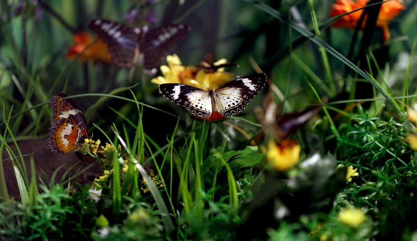 ملايين الفراشات تنتشر في البصرة وباحثون يفسرون السبب
