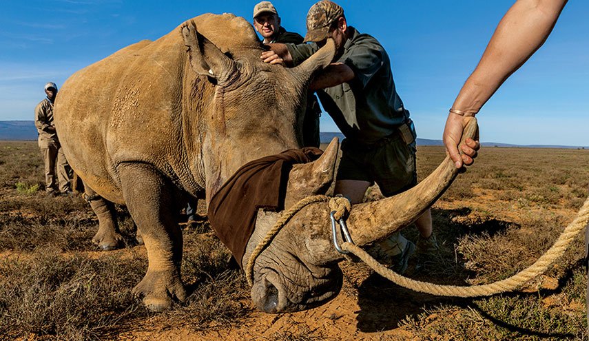 مصير مرعب لصياد حاول قتل وحيد القرن