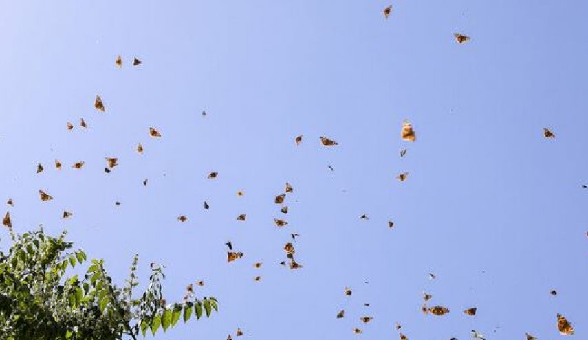 پروانه‌ها تا چه زمانی مهمان تهران هستند؟
