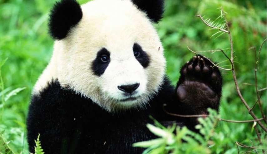 بعد ’الكوالا’ الأسترالي، بوتين يستقبل الباندا الصينية