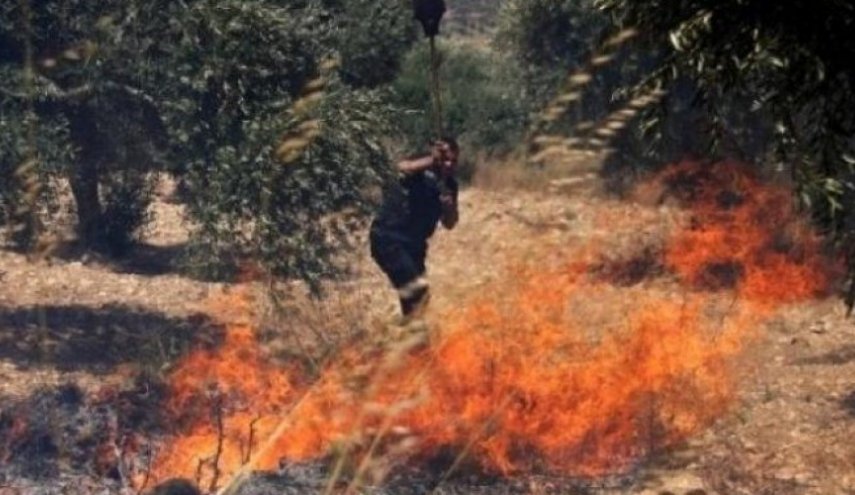 مستوطنون يحرقون مئات أشجار الزيتون في بورين جنوب نابلس