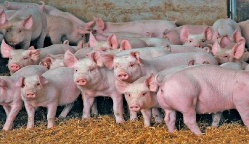 جراح بريطاني يعلن زراعة قلوب الخنازير في البشر