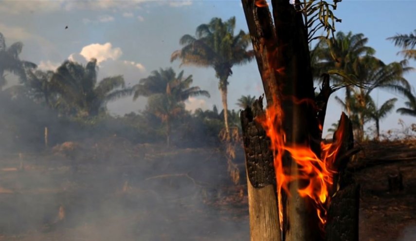 الباحث غرين بيس يوضح دور الأبقار و الصويا بحرائق الأمازون!