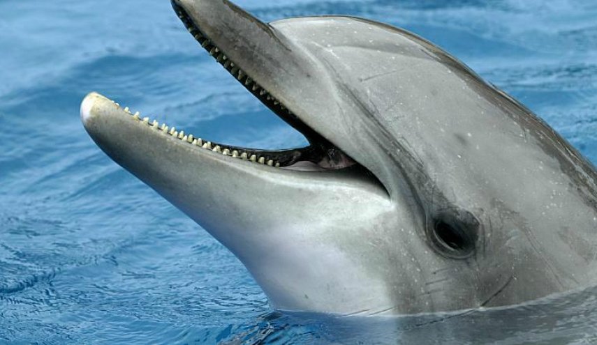 نيوزلندا تمنع السباحة مع الدلافين بسبب 