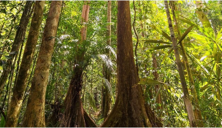 الغابات المطيرة تدفع فاتورة عاصمة إندونيسيا الجديدة