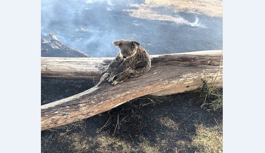 لقطات محزنة لكوالا تحاول حماية صغيرها من حرائق الغابات