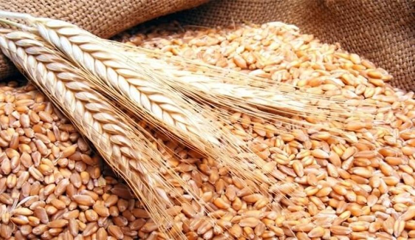 القاهرة تسعى لشراء القمح من 14 دولة!