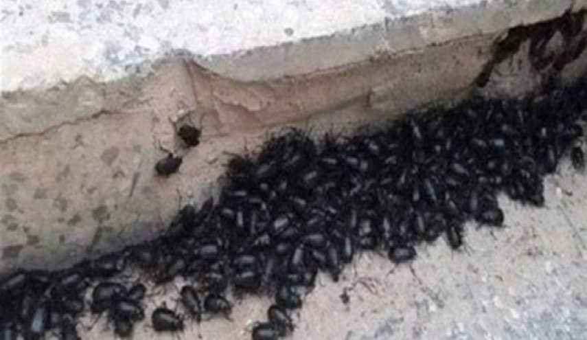 أسراب الحشرات السوداء تغزو منطقة سكنية في سنغافورة 