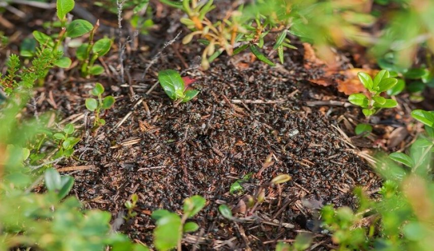 النمل يحمي نفسه من الامراض