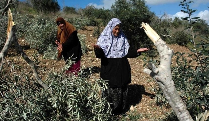 مستوطنون يقطعون 25 شجرة زيتون في بيت لحم