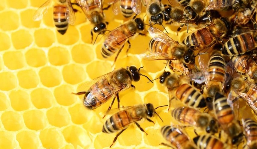 اقرأ ماذا سيحدث اذا إدرجت العسل في نظامك الغذائي؟