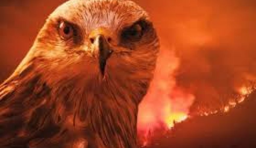 علماء يتوصلون لطائر أشعل حرائق أستراليا