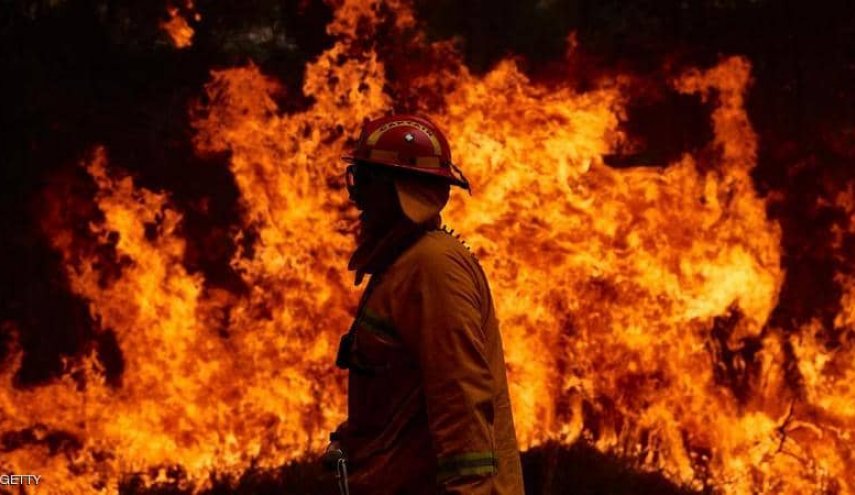 بعد 40 عاما.. 'الشجرة الخادعة' تقتل رجل إطفاء أسترالي