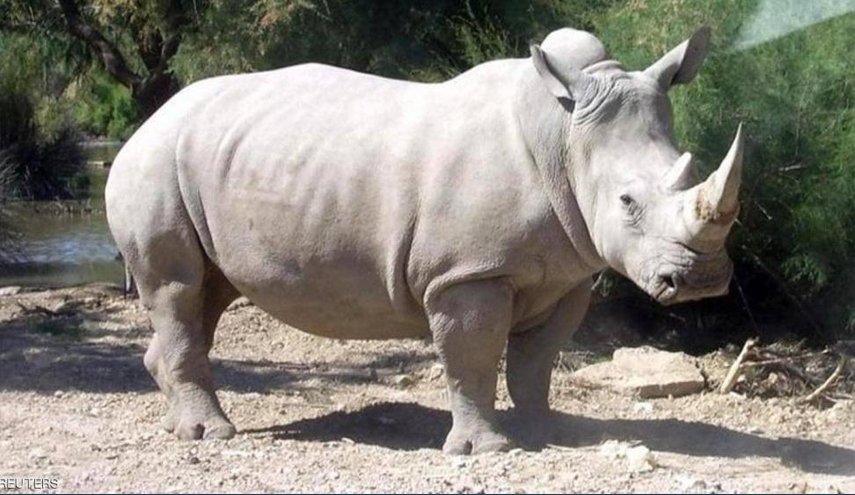جهود علمية حثيثة لأنقاذ وحيد القرن من الانقراض