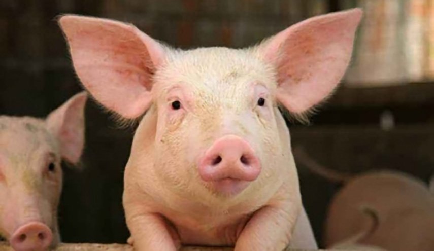 وباء جديد يقضي على الخنازير في العالم