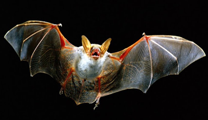 علماء: قد يكون طائر الخفاش مصدر فيروس كورونا