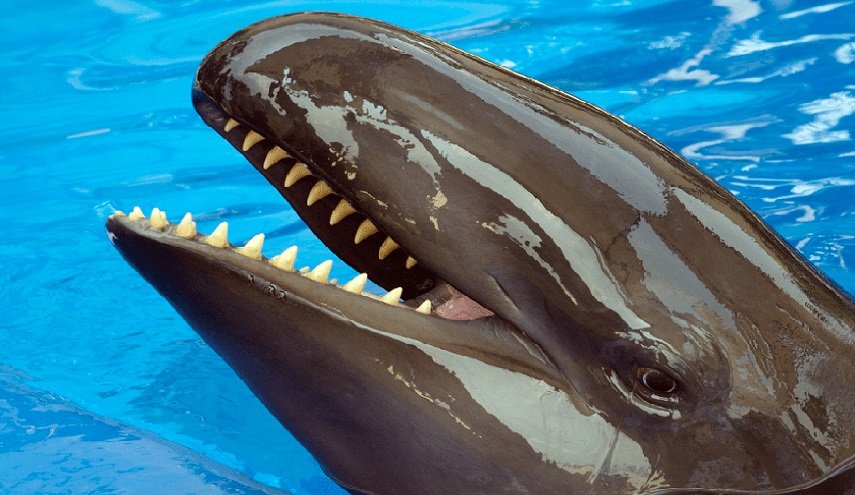 العثور على جثة 'الحوت القاتل' في البحر الأحمر (صور)