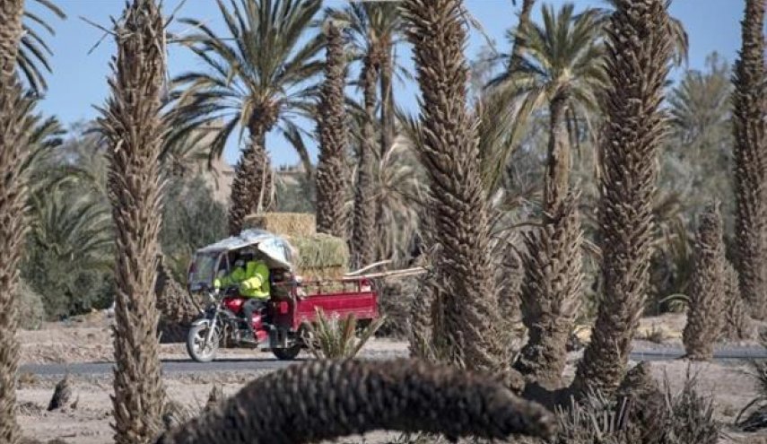 الواحات المغربية تواجه خطر الزوال نتيجة الجفاف