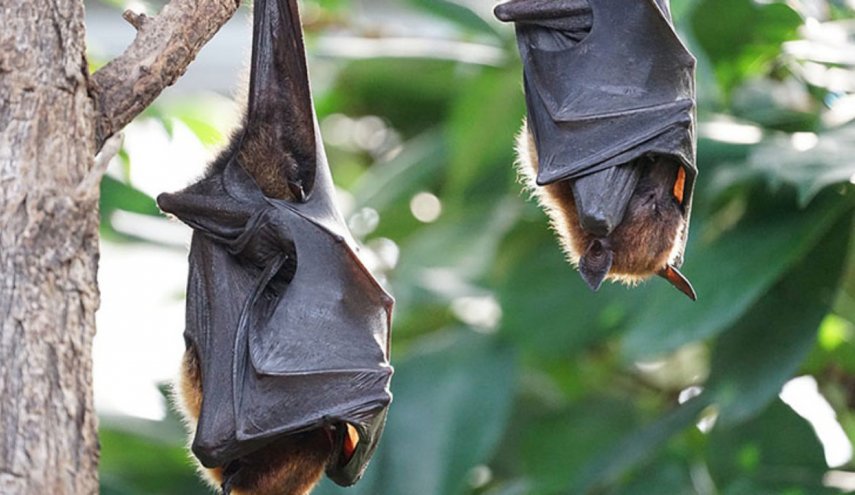 هل الخفاش بريئ من تهمة التسبب في كورونا المستجد؟