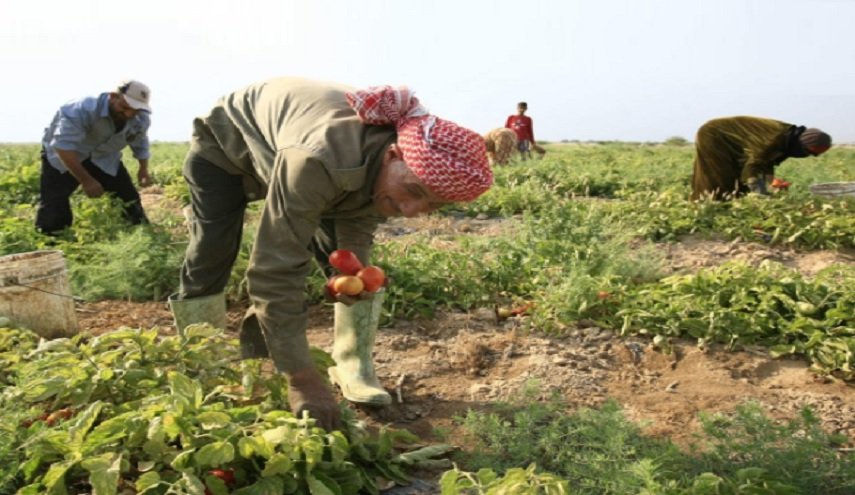 ‫ مزارعون أردنيون يحذرون من تلف المحاصيل 