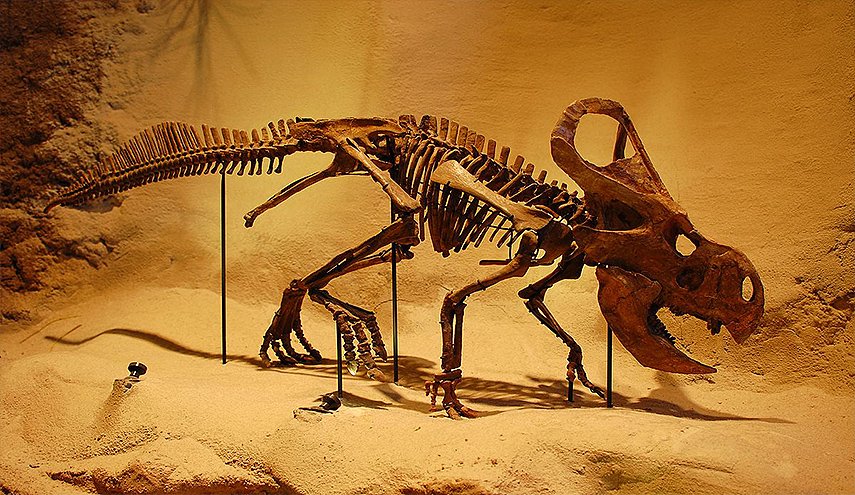 المغرب.. العثور على بقايا تيروصورات عمرها 100 مليون سنة