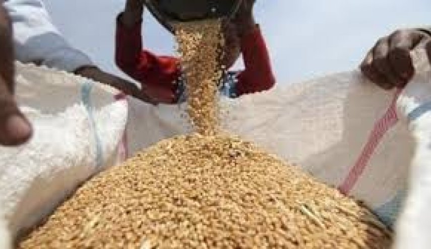  قرار جديد بشأن استيراد القمح في مصر
